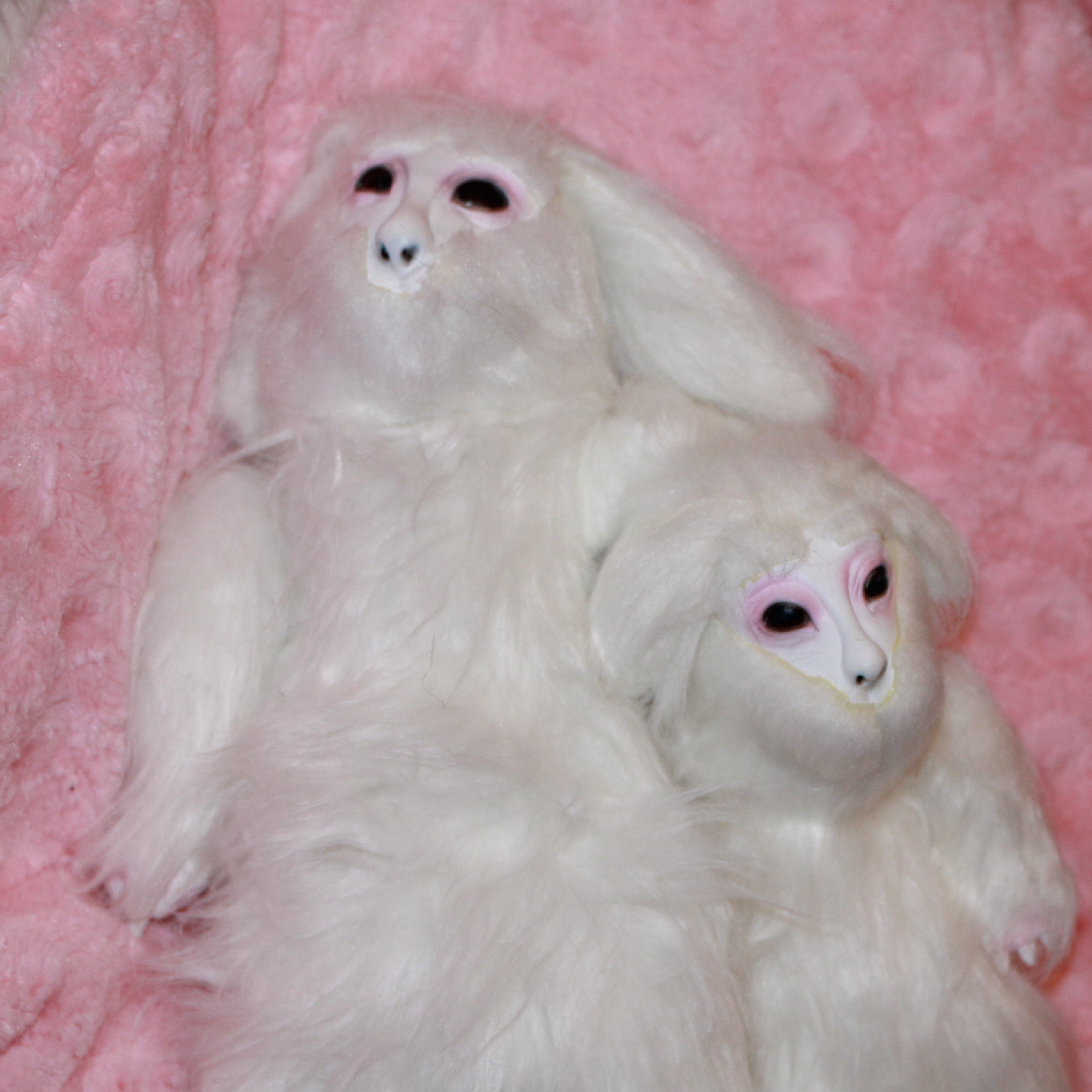 Psík Falko väčší