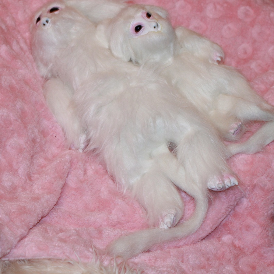 Psík Falko Otec a syn